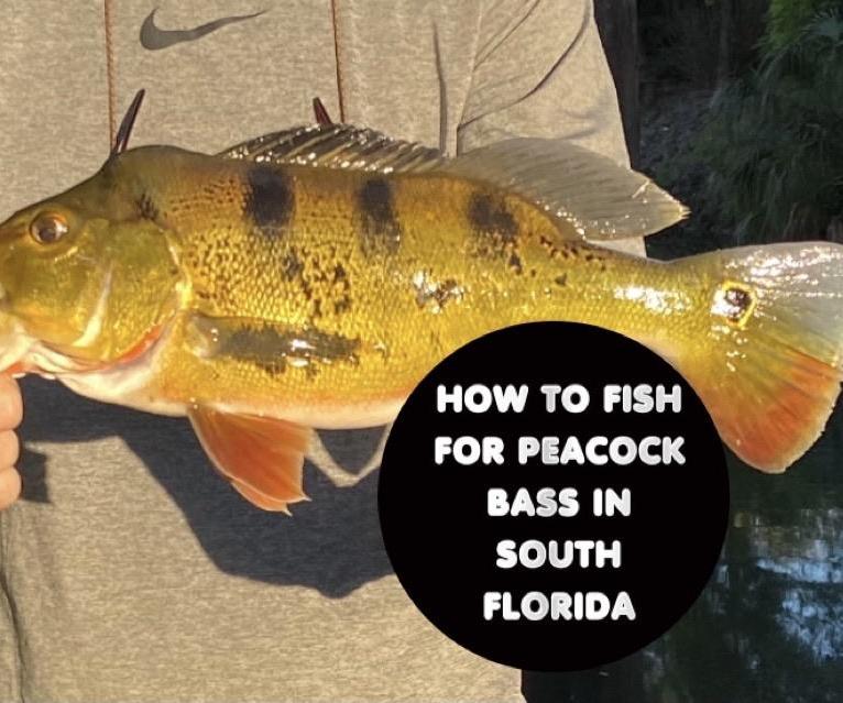 How to Fish for Peacock Bass in South Florida!