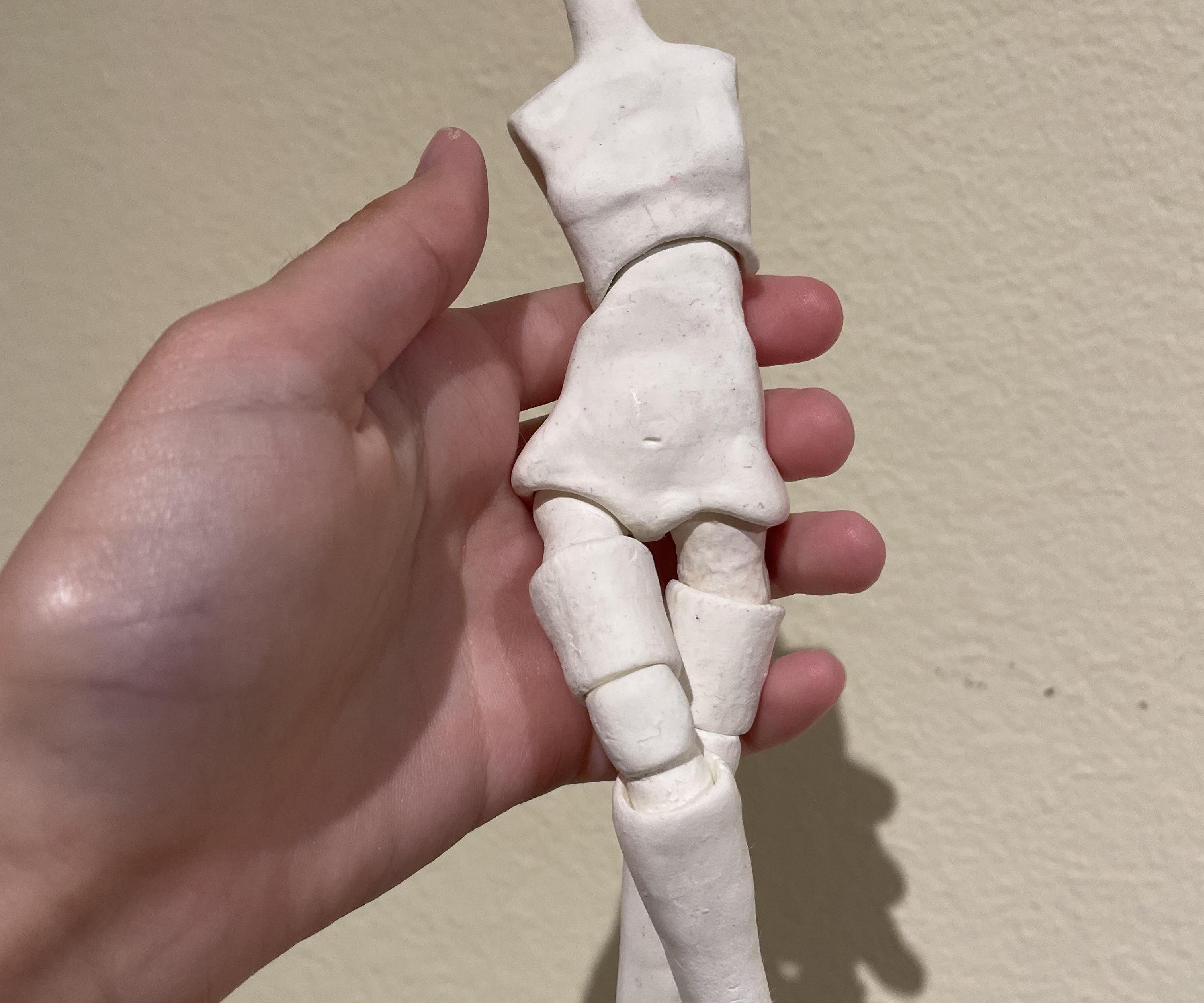 Ball-Jointed Doll (Torso and Legs)