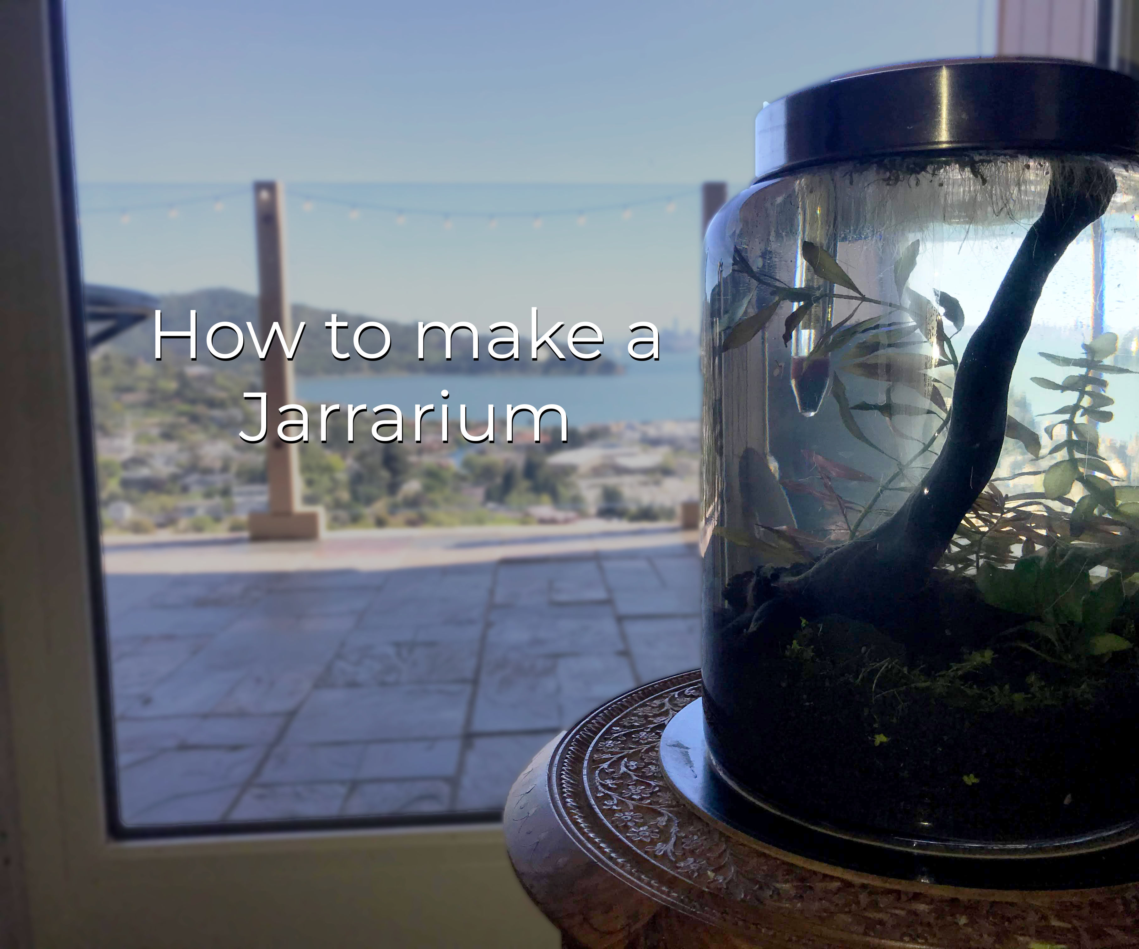 How to Make a Jarrarium