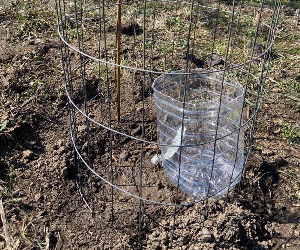Waterer for Newly Planted Shrubs