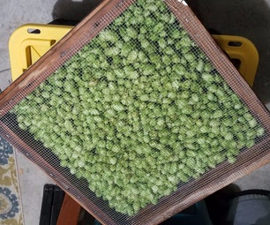 Homemade Hop Oast for Drying Homegrown Hops to Put in Homebrew Beer