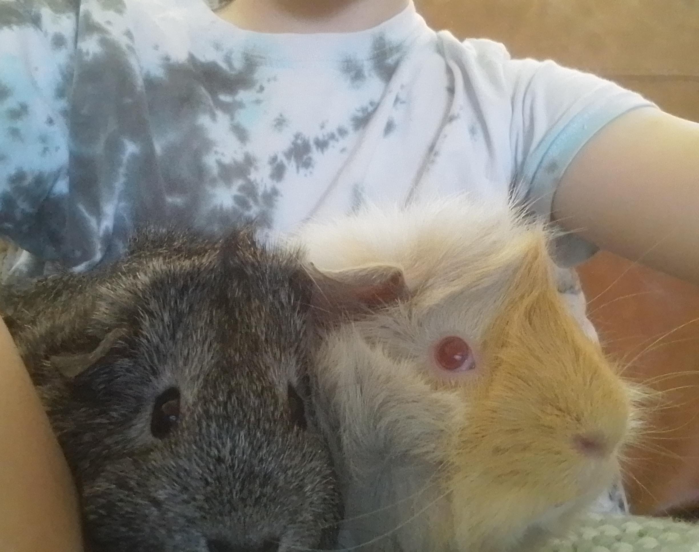 How to Make Your Guinea Pigs Hold Your Hand.