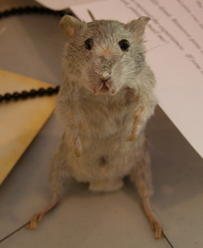 Mouse Taxidermy
