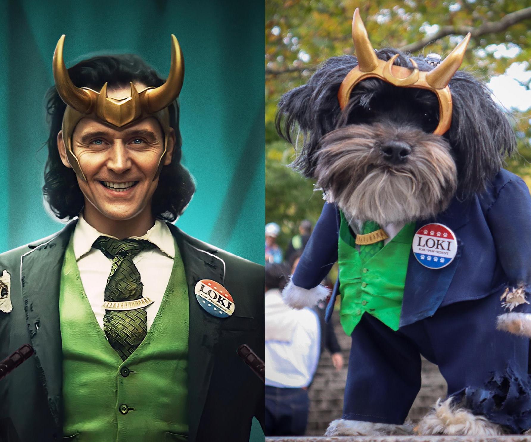 Loki Dog Cosplay: Loki for "PAW"sident