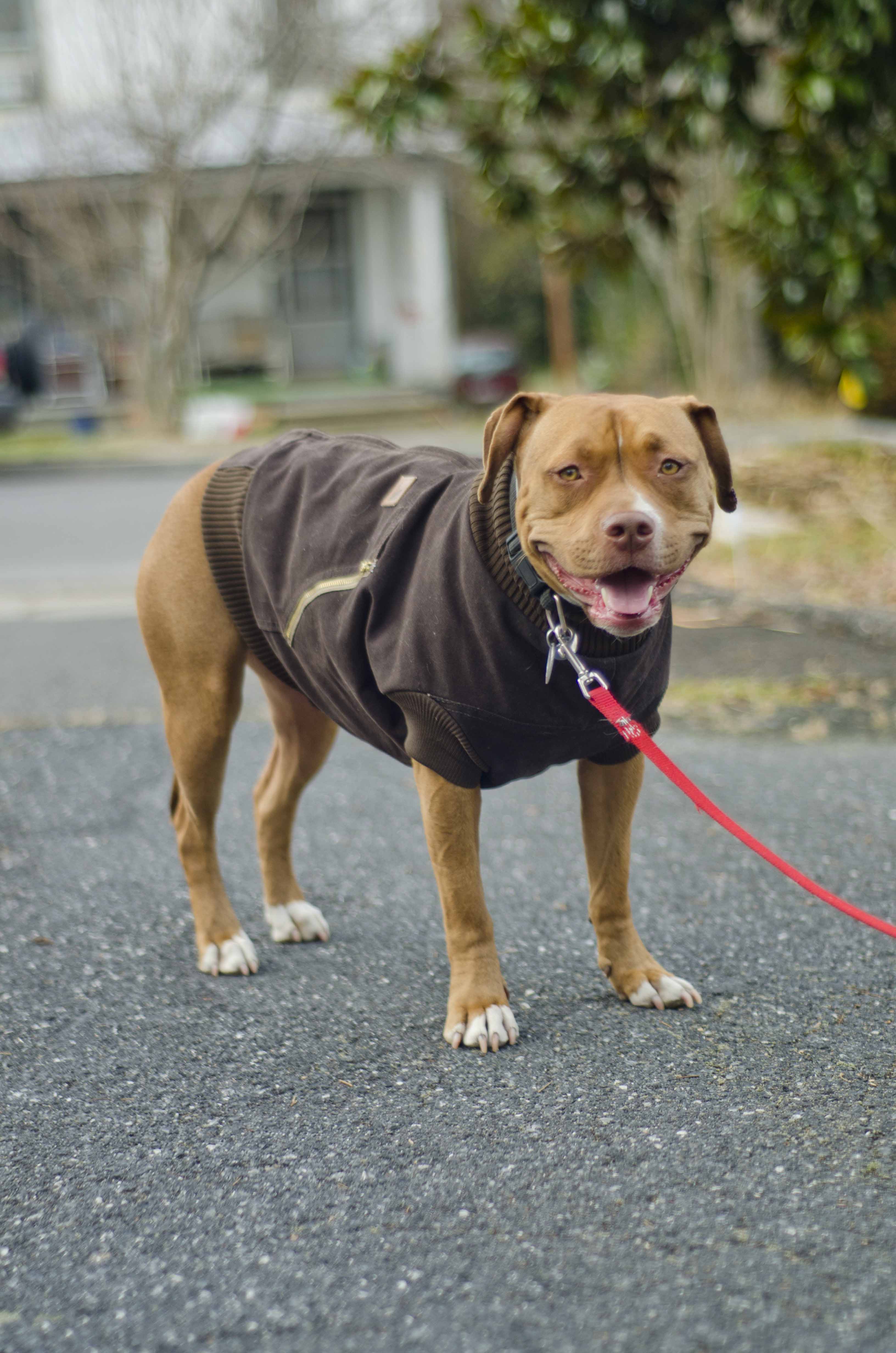 Canine Carhartt Coat for Your Pal!