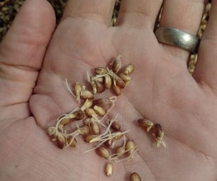 Malting Barley for Homebrewing