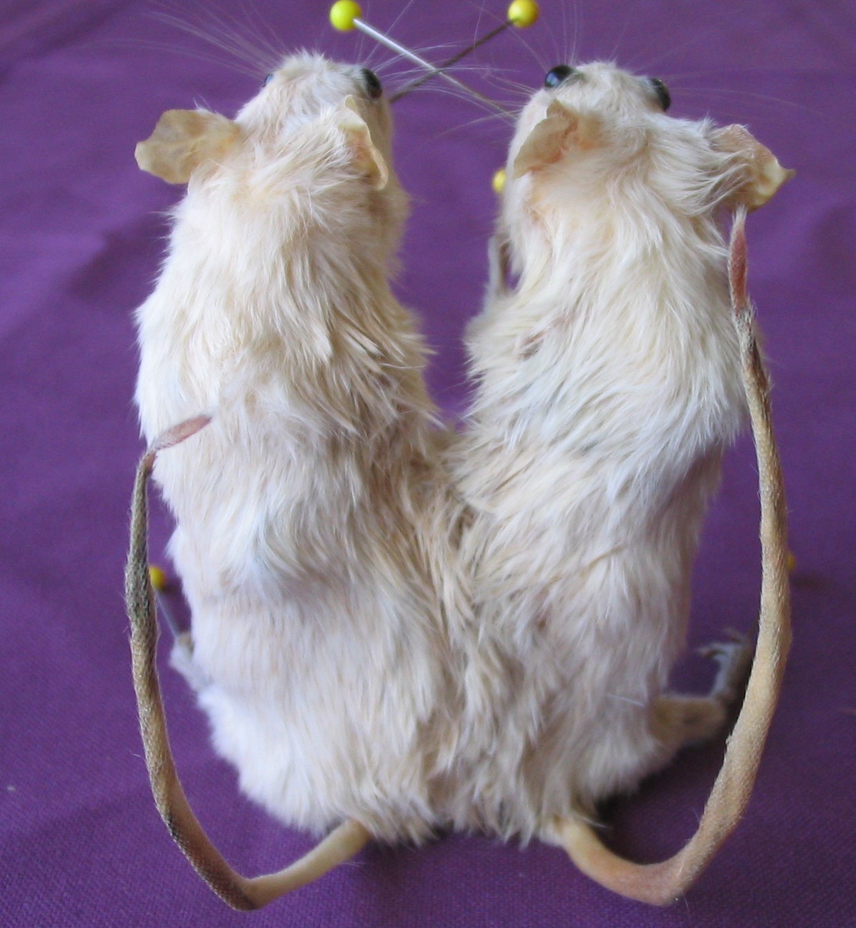 Conjoined Twin Mice