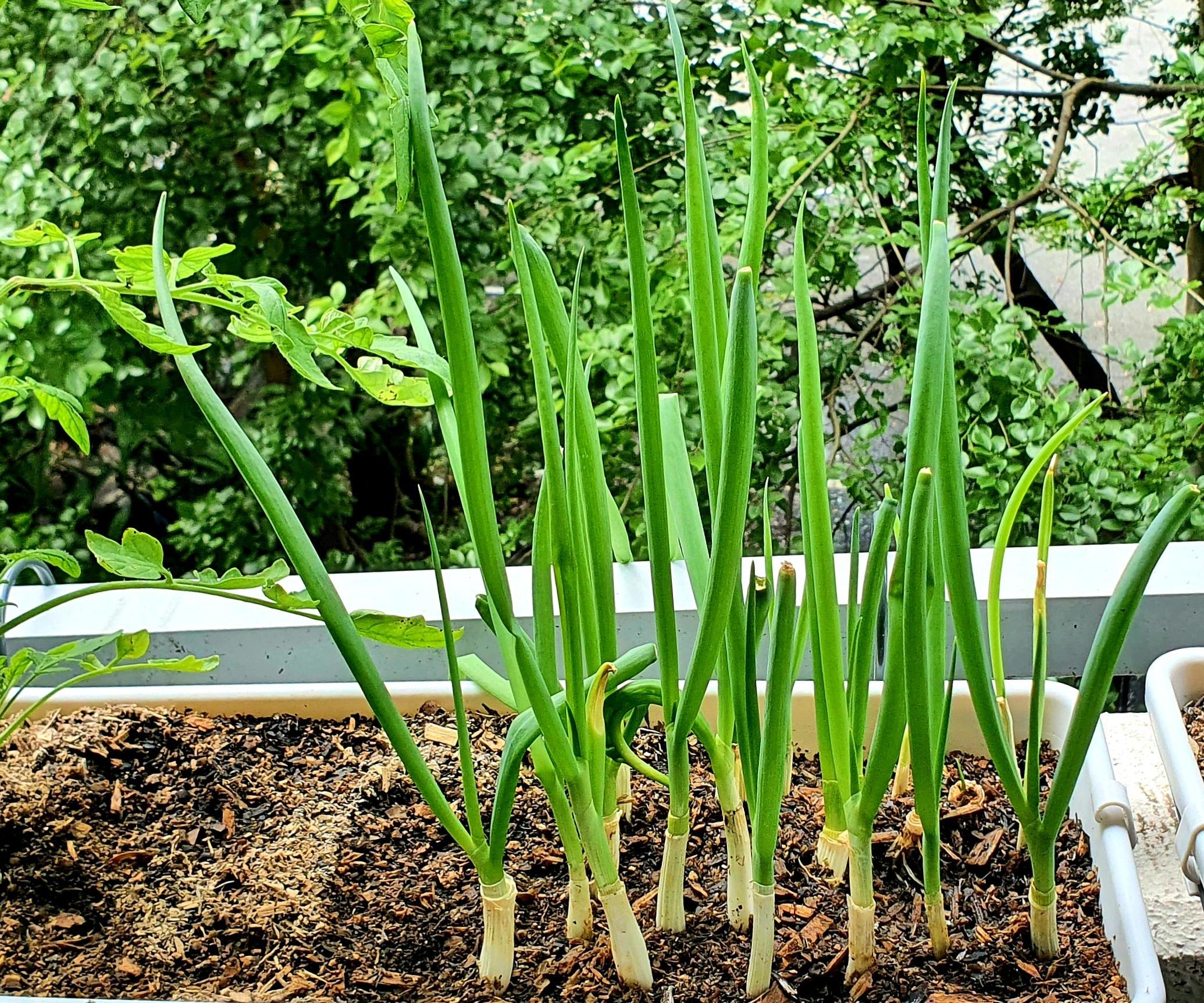 Re-growing Spring Onions