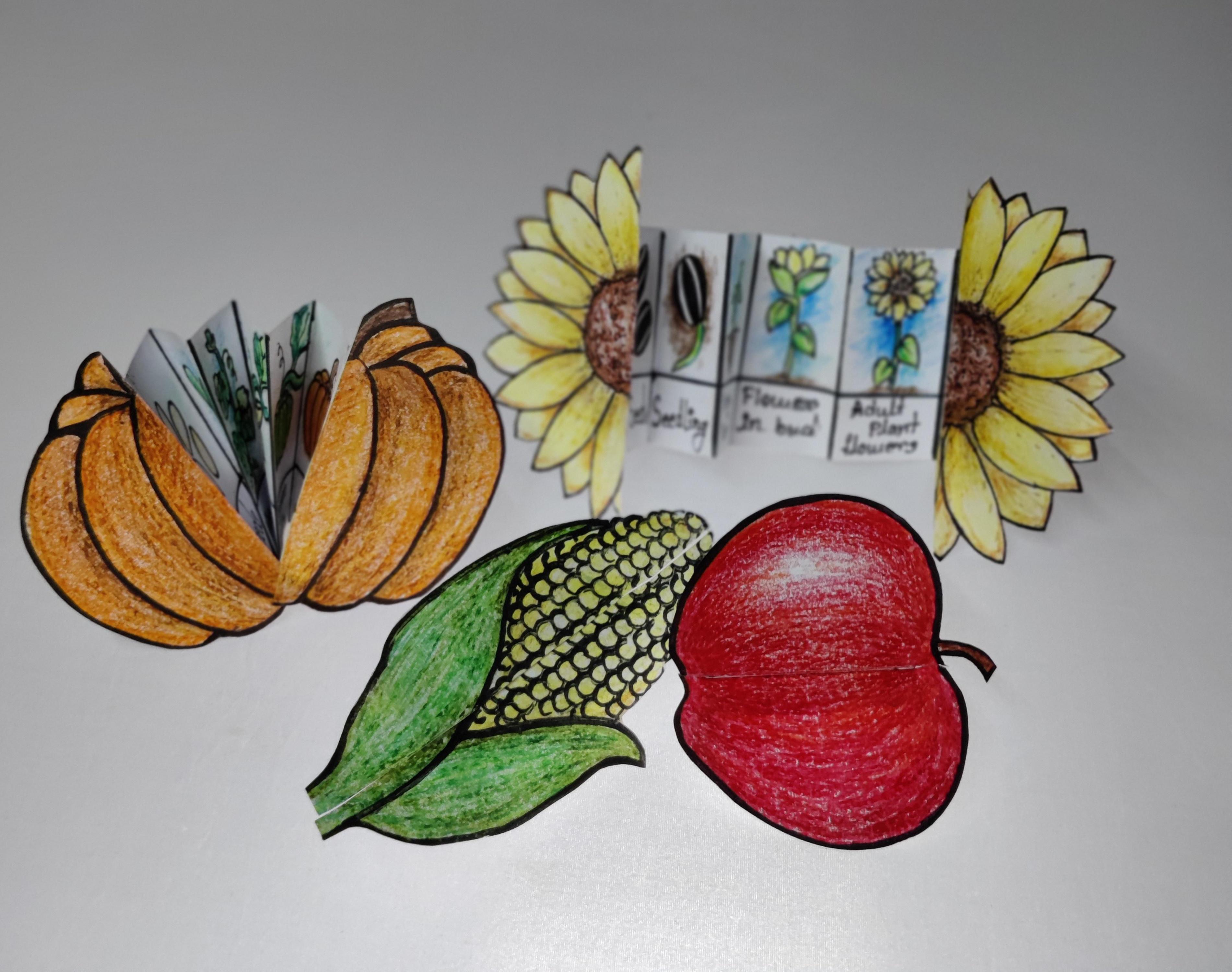 Fruity Fun: Exploring the Life Cycle of Fruits Through Origami and Color!
