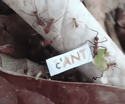 Leaf Cutter Ant Poetry
