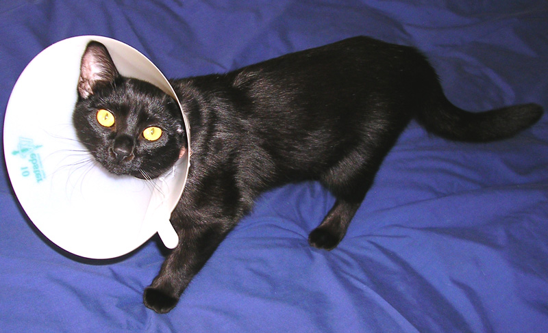 Superior post-surgical feline & canine appliance.  (Or:  Dump the cone!)