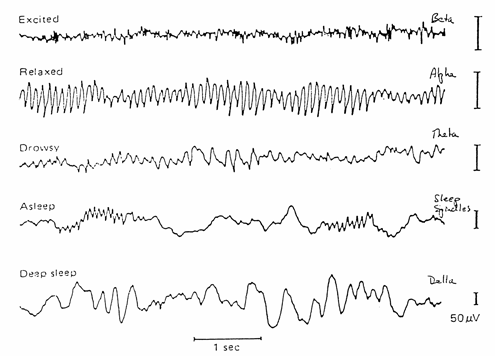 DIY EEG (and ECG) Circuit