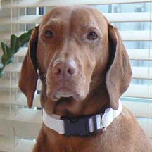 How To Make An Adjustable Dog Collar