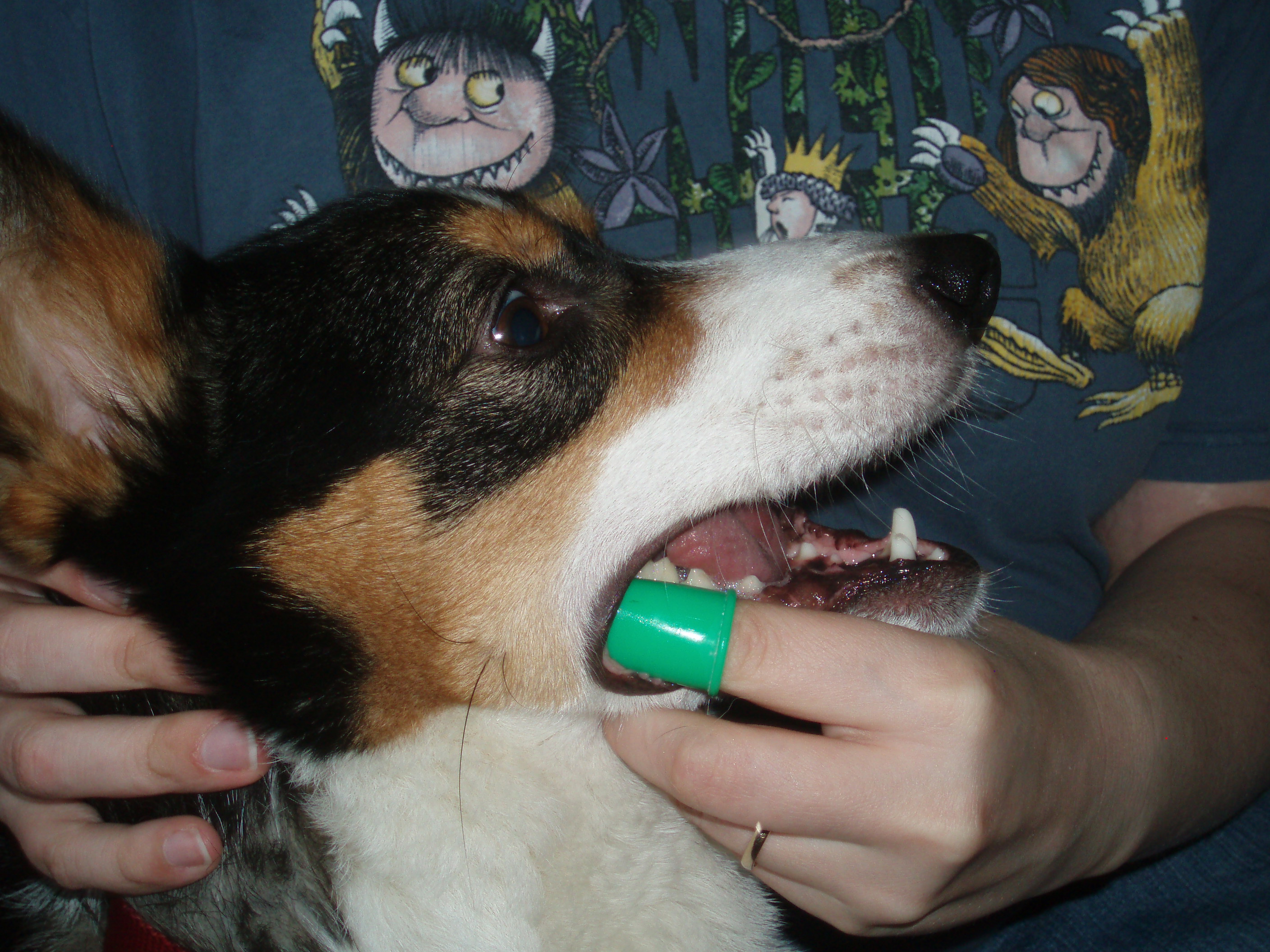 How to brush your dog's teeth