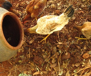 Growing Termites for Feeding Chicken