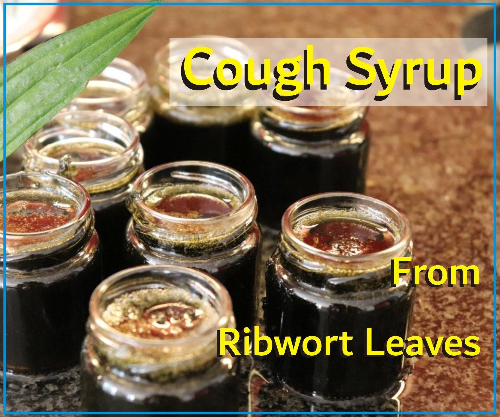 Cough Syrup From Ribwort Leaves