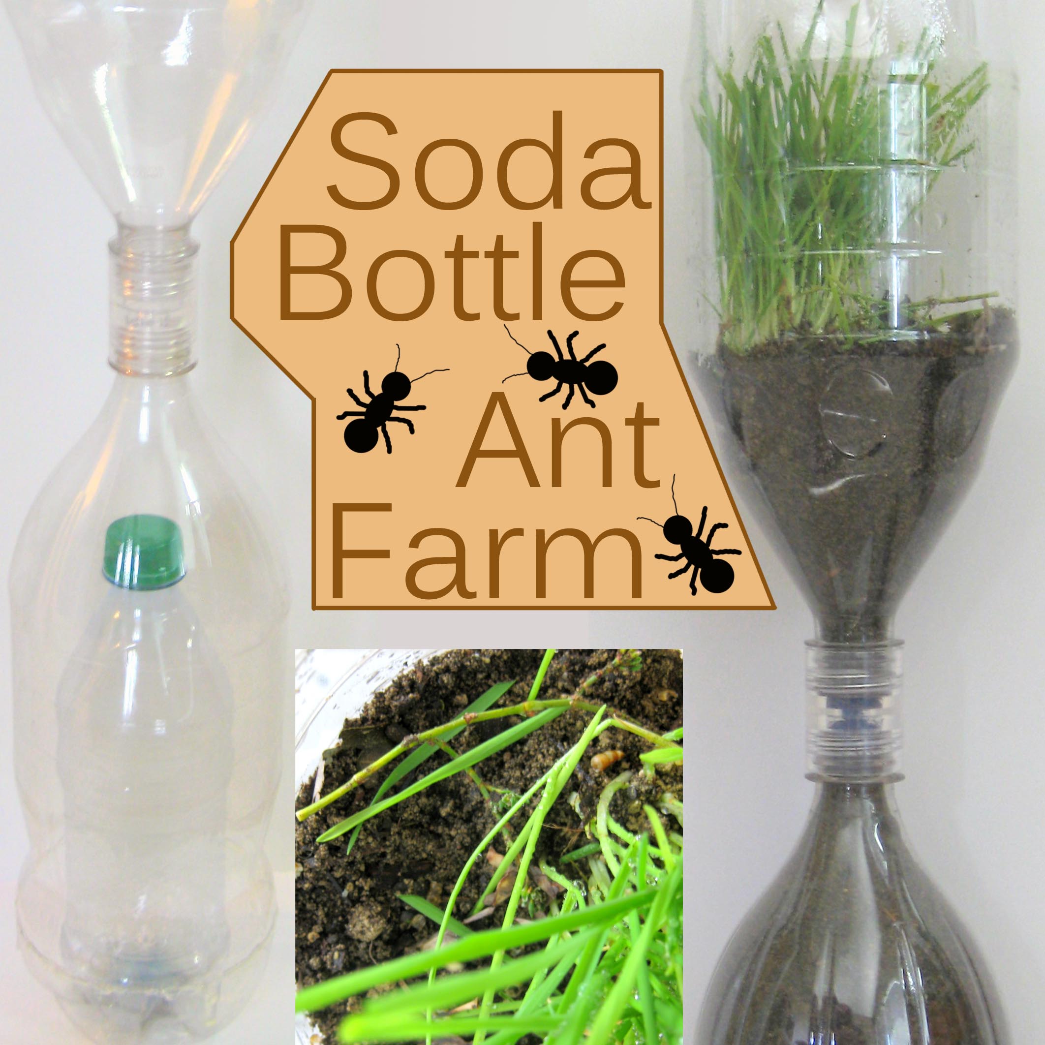 Soda Bottle Ant Farm