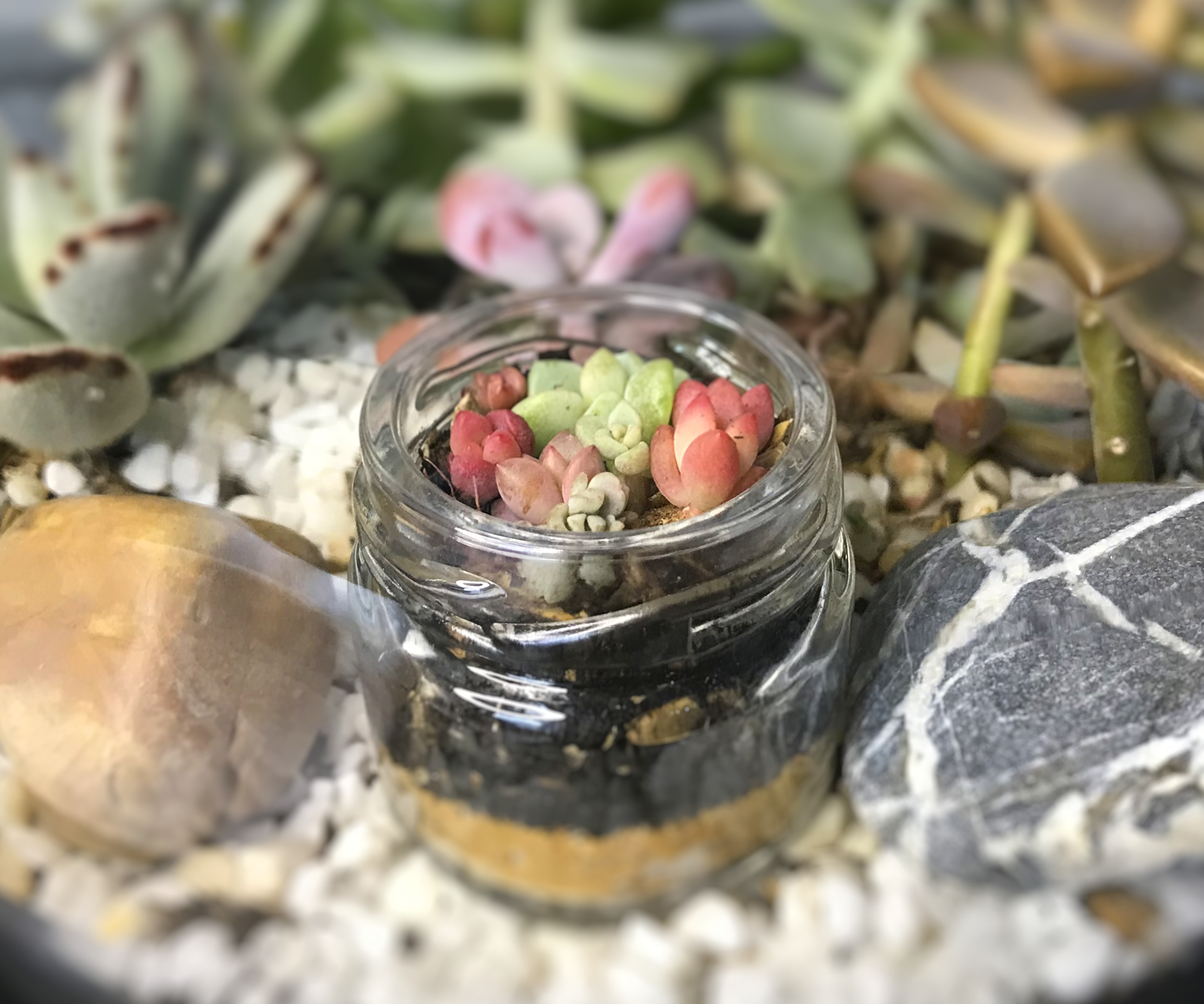 Mini Succulent Collage