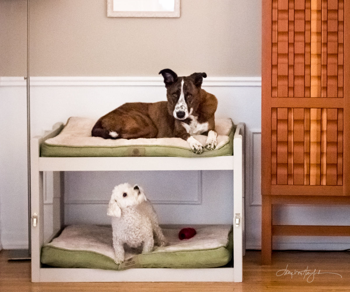 DIY Dog Bunk Beds