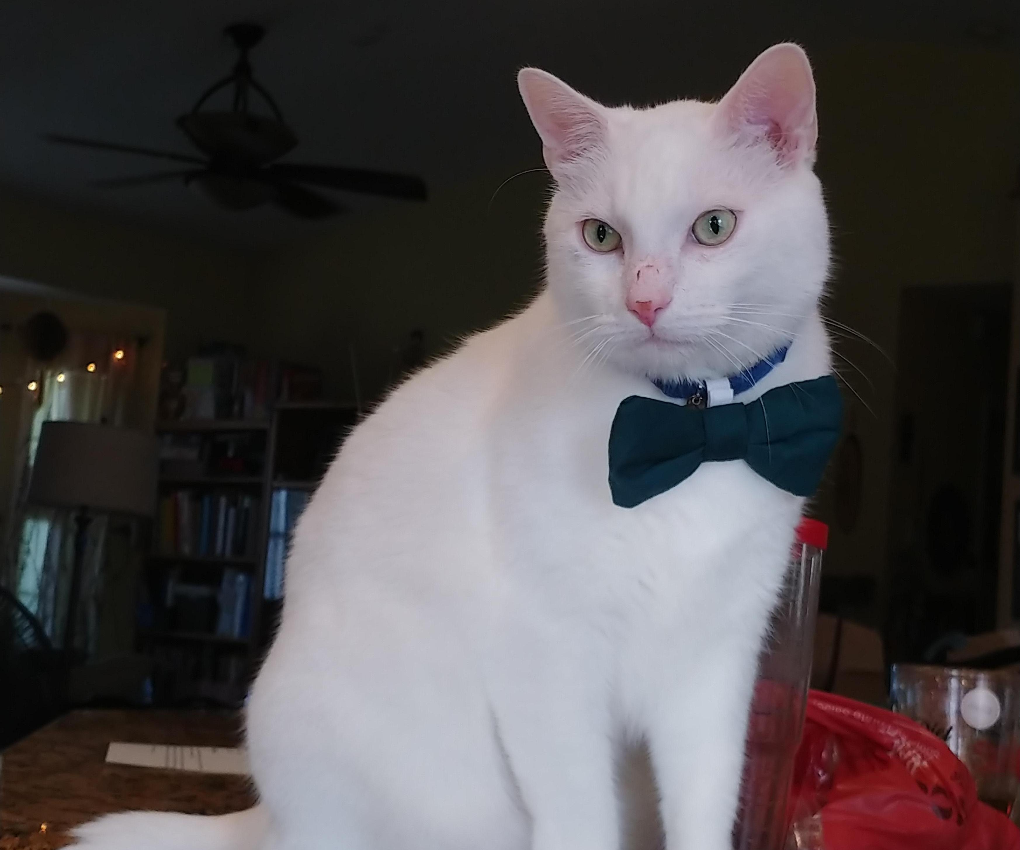 How to Make a Bowtie for Your Cat