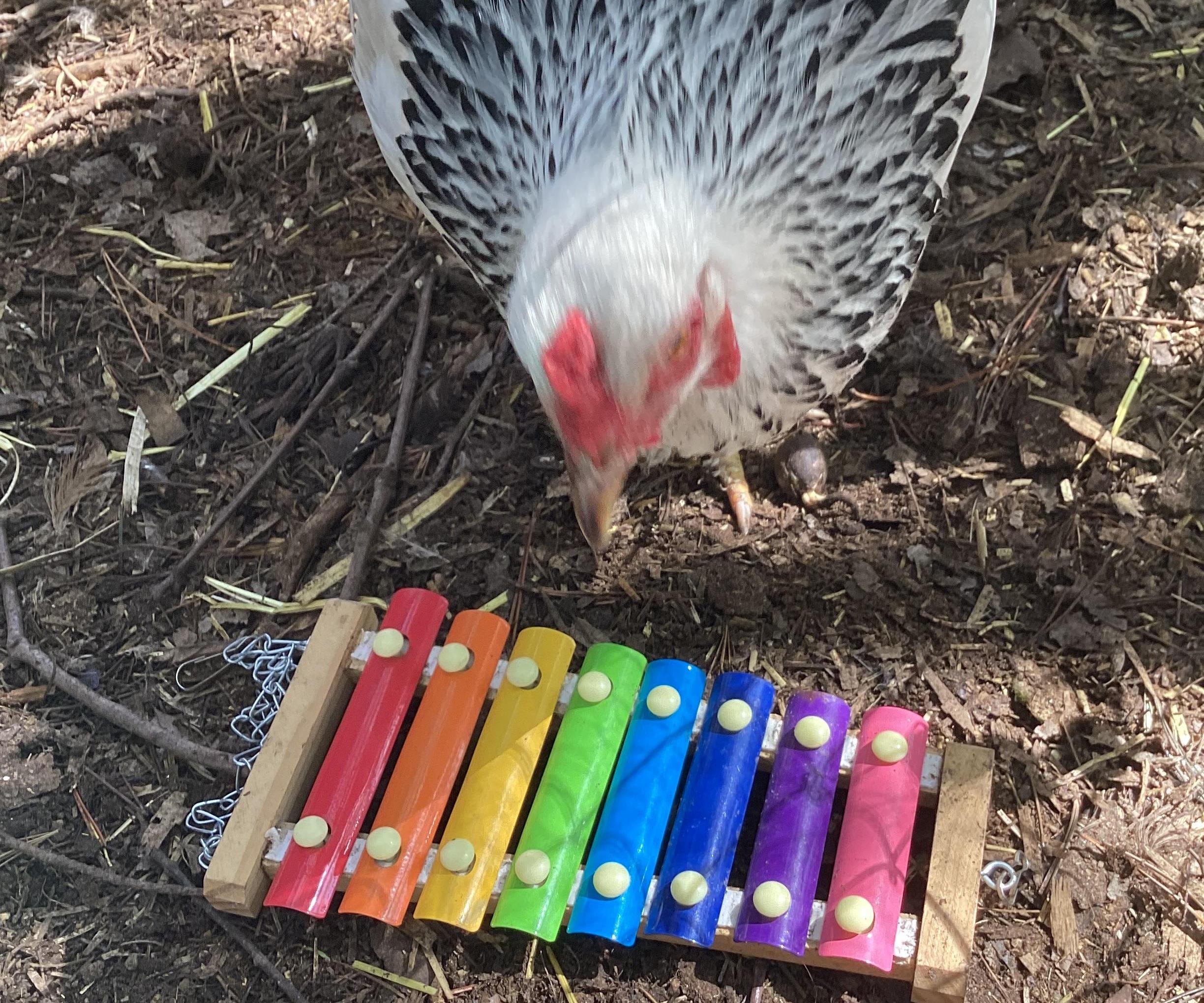 Training Your Chickens to Play Instruments
