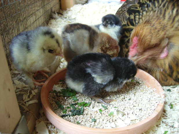 Hatching Chicken Eggs Naturally