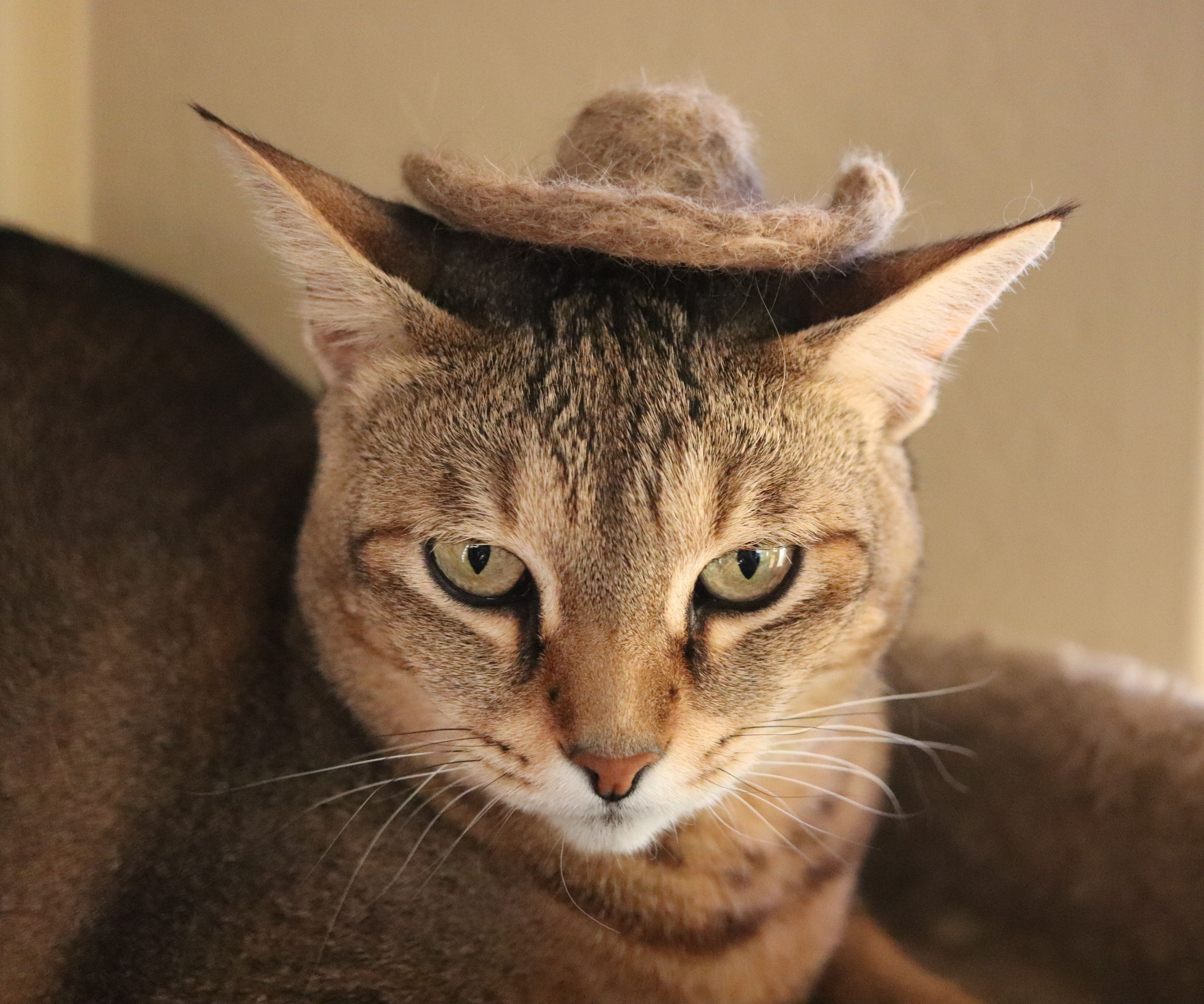 Felted Cat Fur Cat Hat
