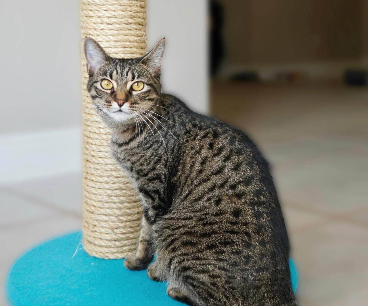  DIY Cat Scratching Post Tower
