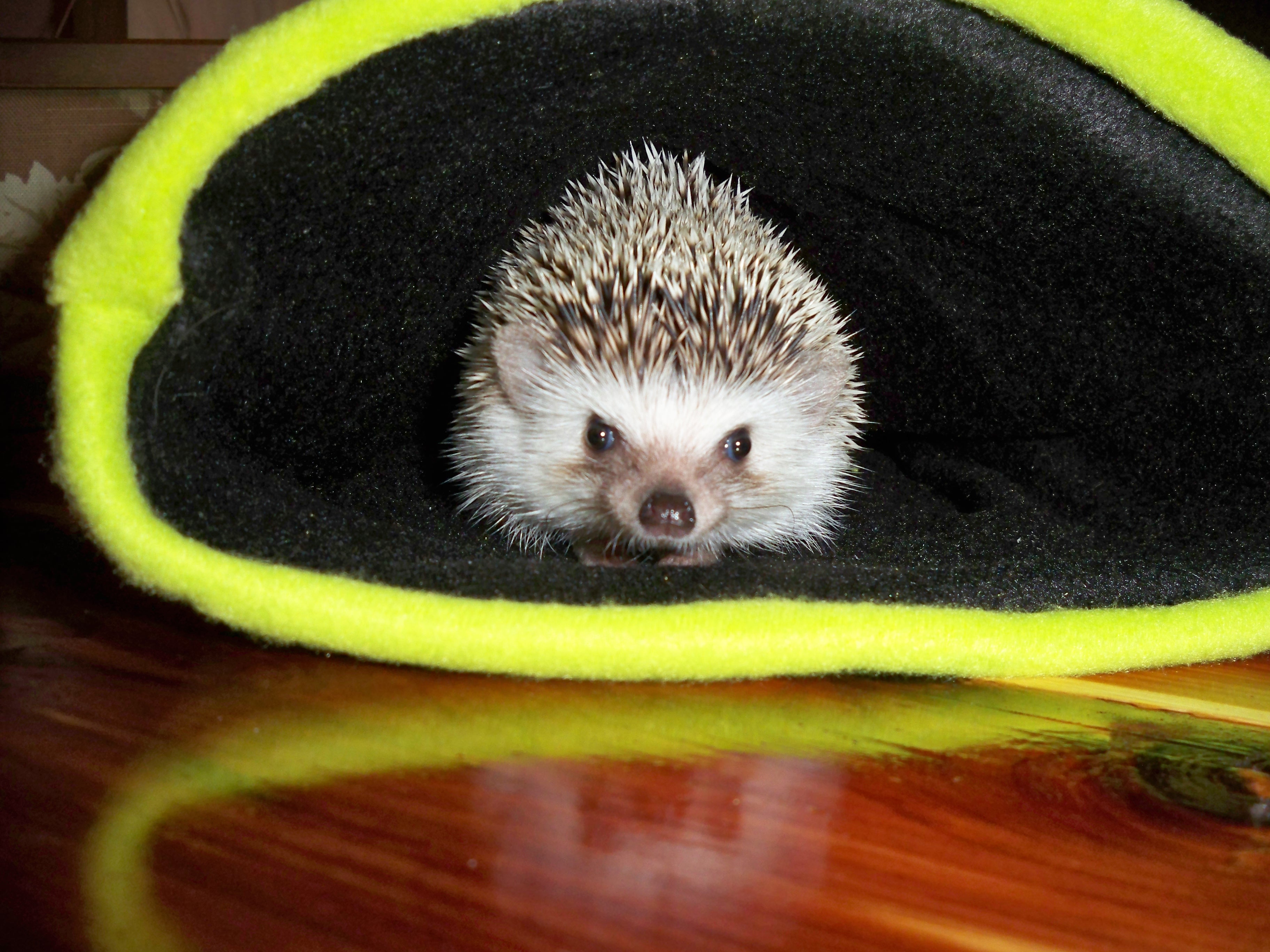 Reversable Hedgehog Snuggle Bag