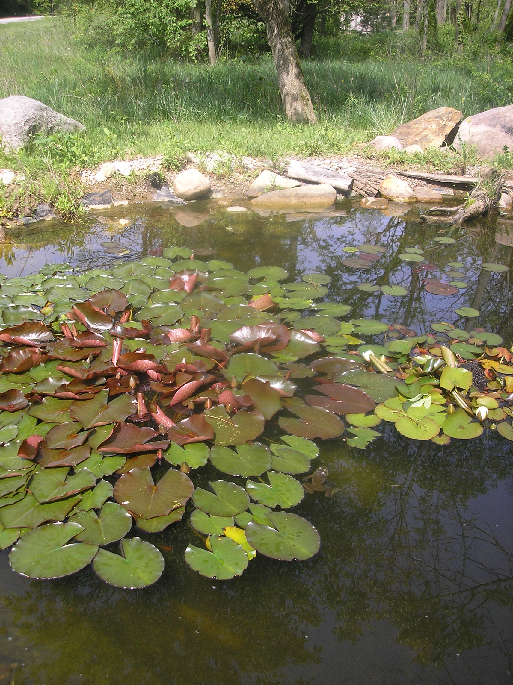 Pond / Watergarden Science