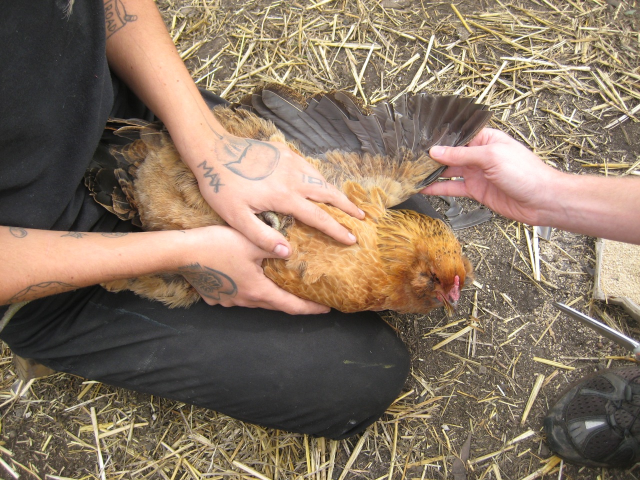 Clipping Chicken Wings