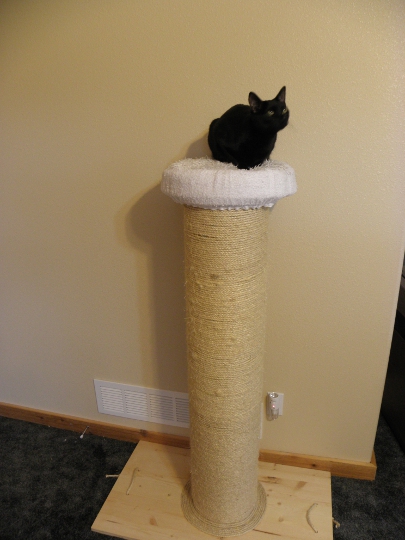 Best Cat Scratching Post Ever AND Cat Weight-loss Device