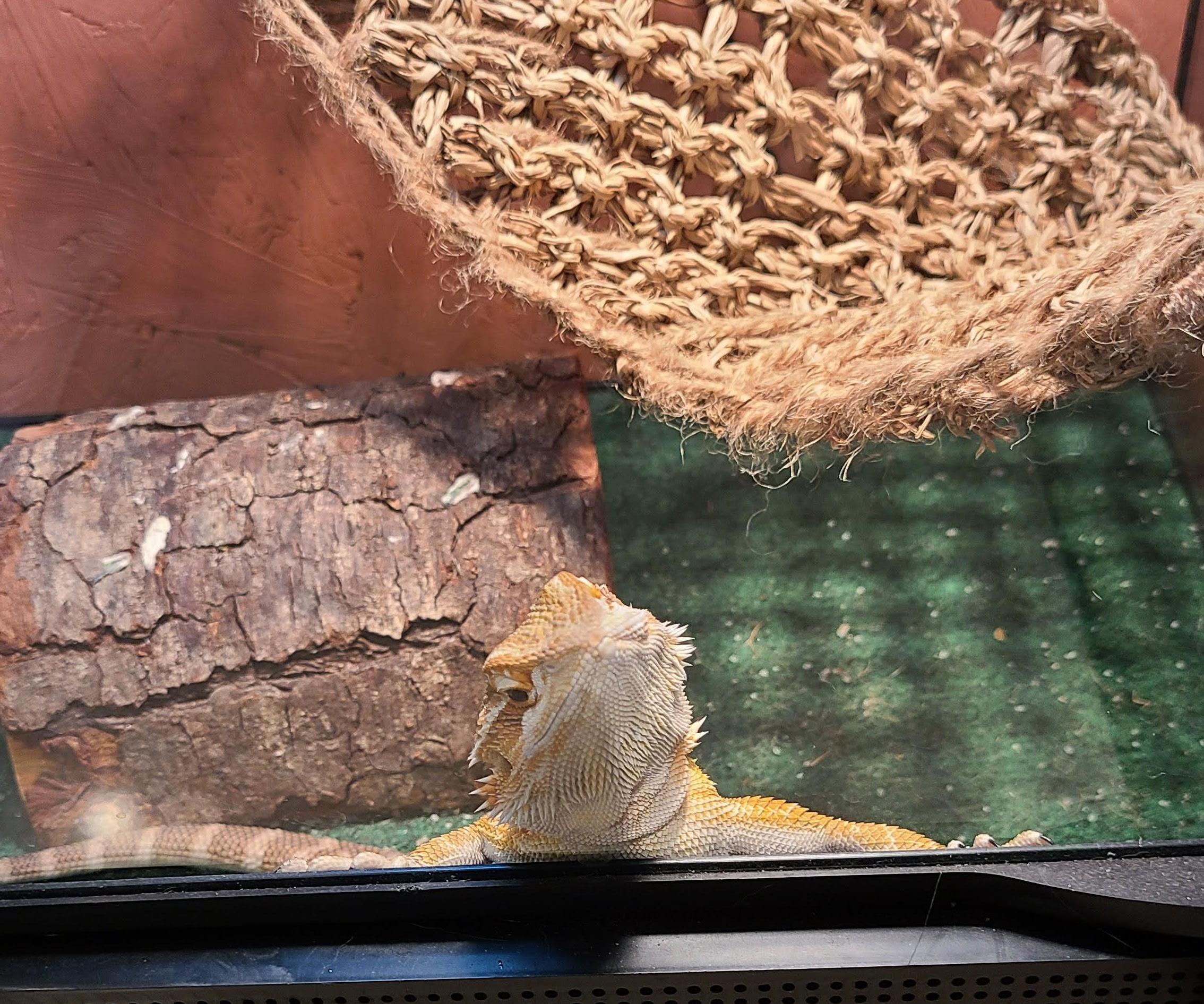 How to Set Up a Bearded Dragon's Enclosure