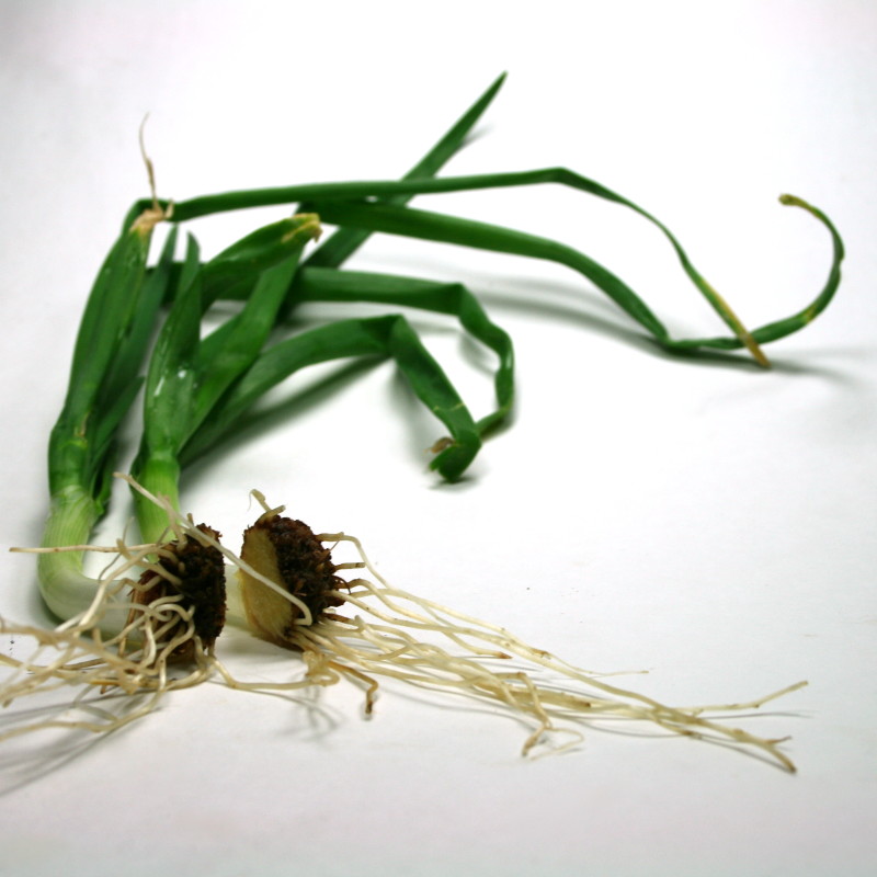 Grow Onions from Discarded Onion Bottoms