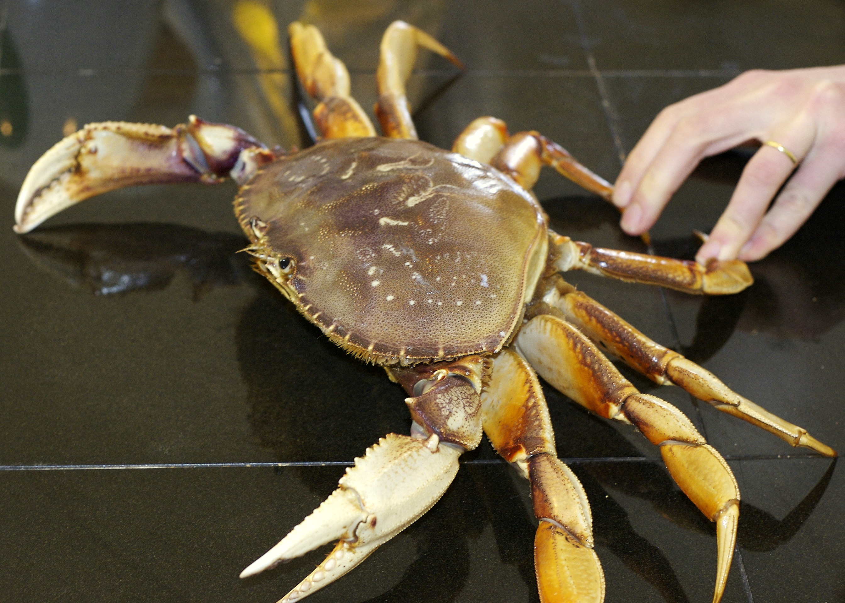 How to Cook and Clean a Fresh Dungeness Crab