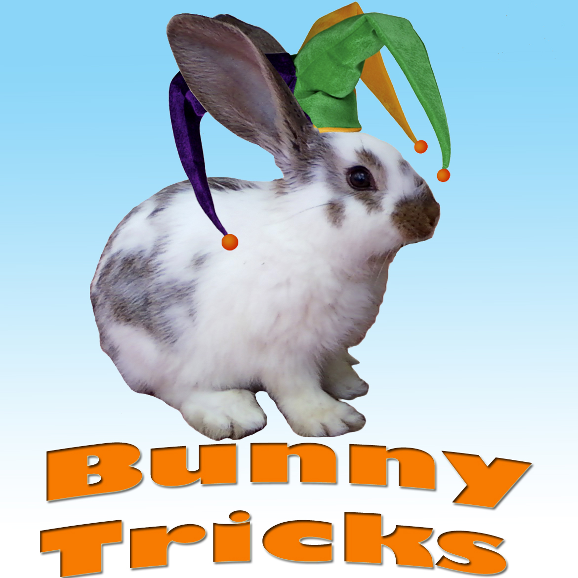 How to teach your bunny simple tricks!