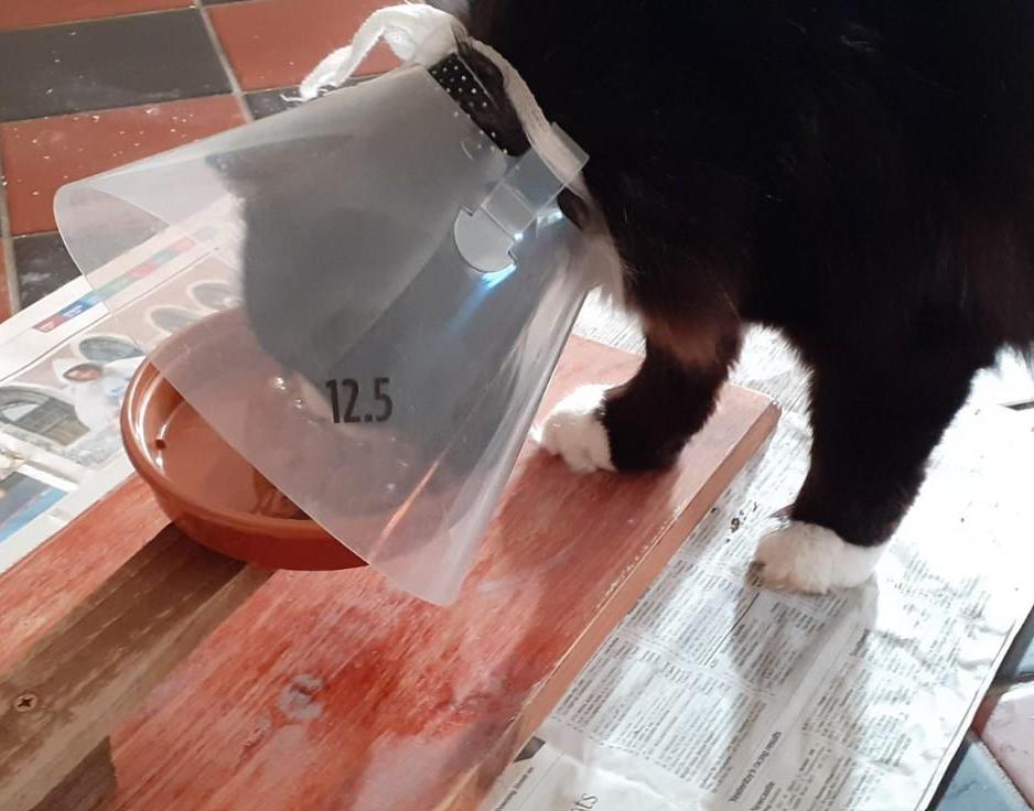 Cat Feeder for Cat With Funnel Collar