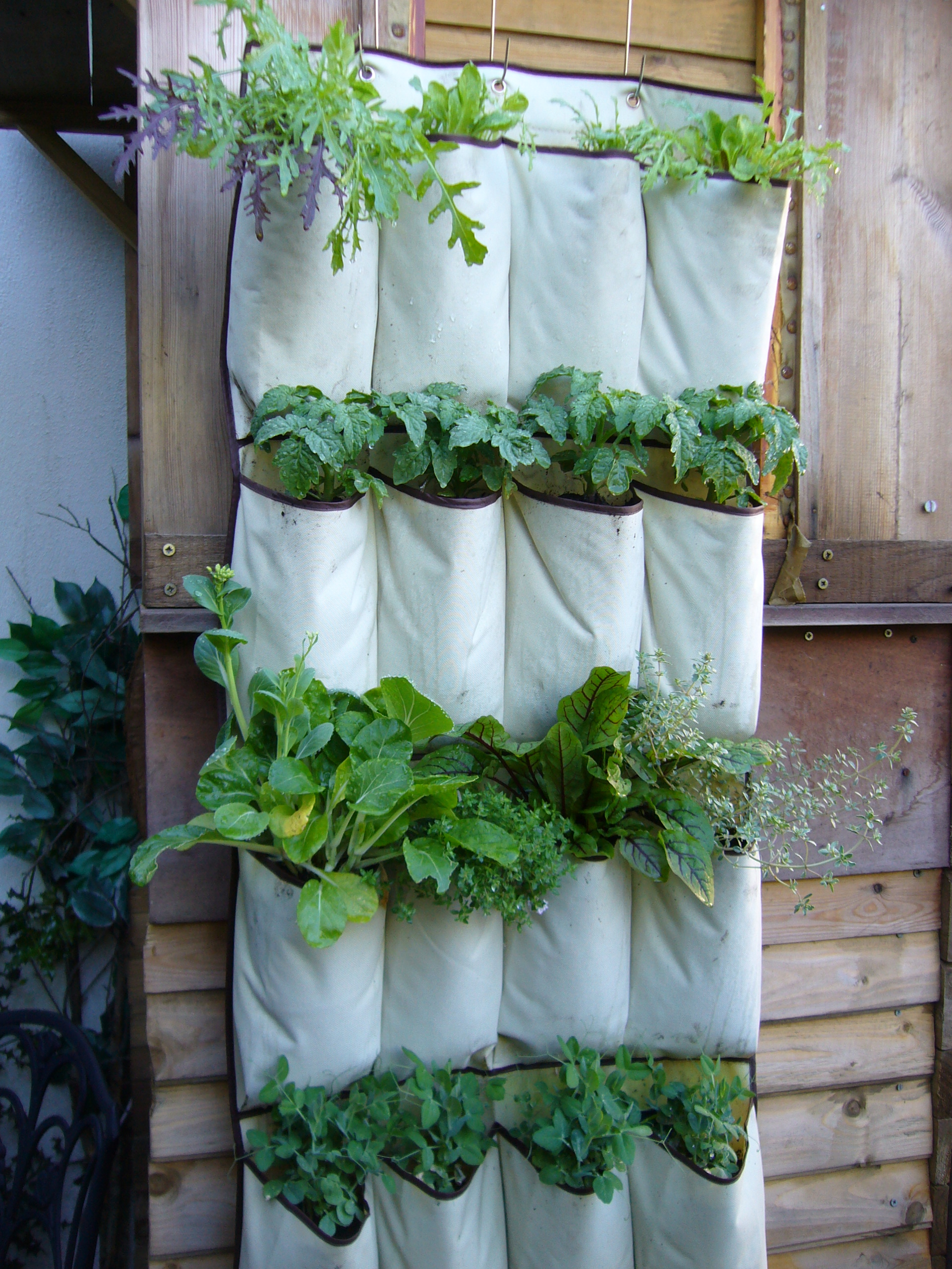 VERTICAL VEGETABLES: "Grow up" in a small garden and confound the cats!