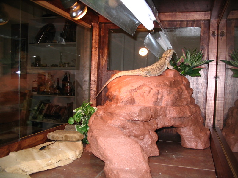 Make a fake rock cave/basking spot for a reptile cage.