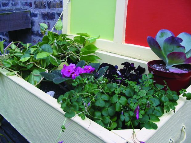 Urban jungle (sort of): Recycle an old piece of furniture into a lush mini-garden