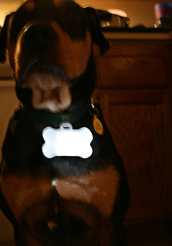 Glow Bone! LED Night Safety Dog Collar Doohickey