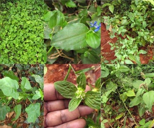 Live Off the Land : Survive With Edible Weeds