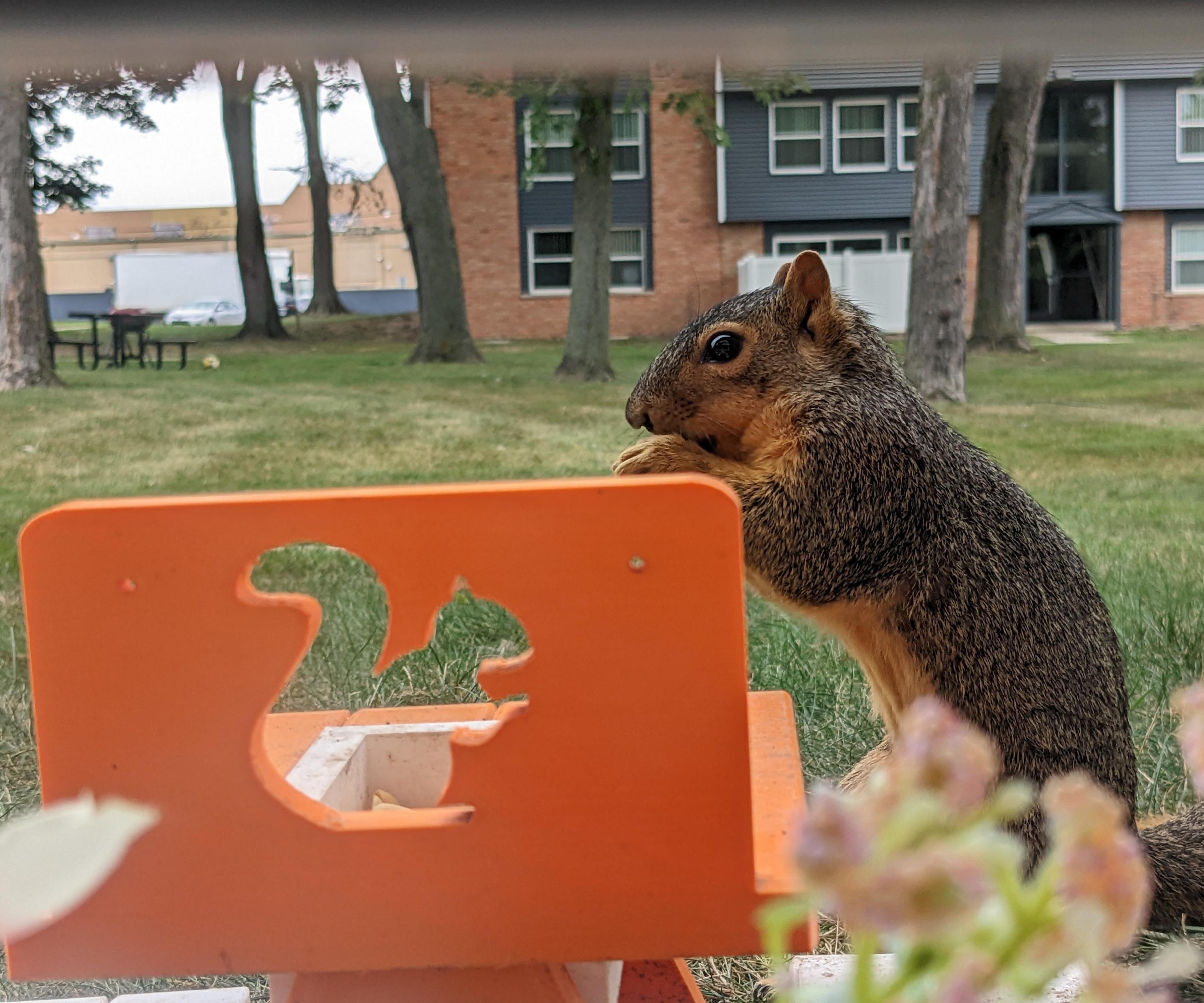 Making a Squirrel Cafe