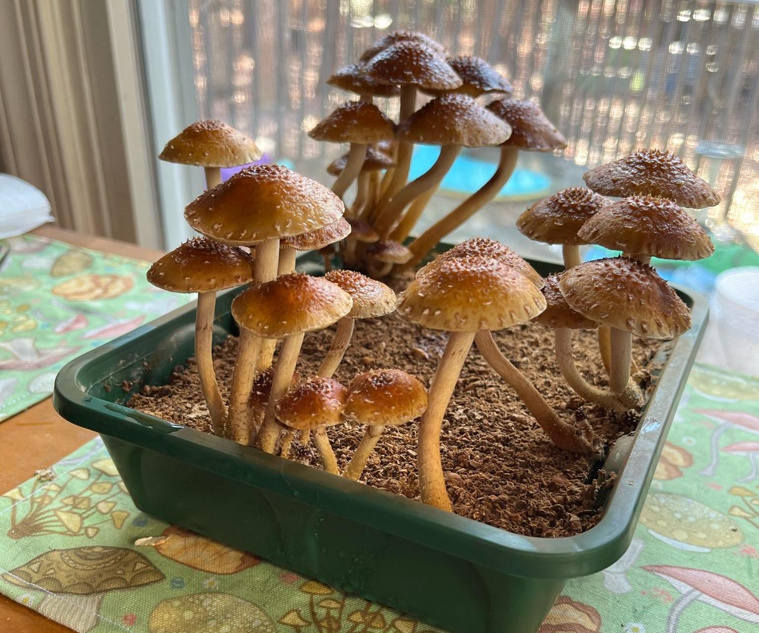 Grow Mushrooms With Rice (Revised and Improved!)