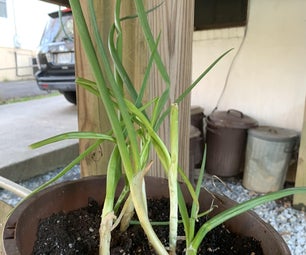 Easily Grow Spring Onions